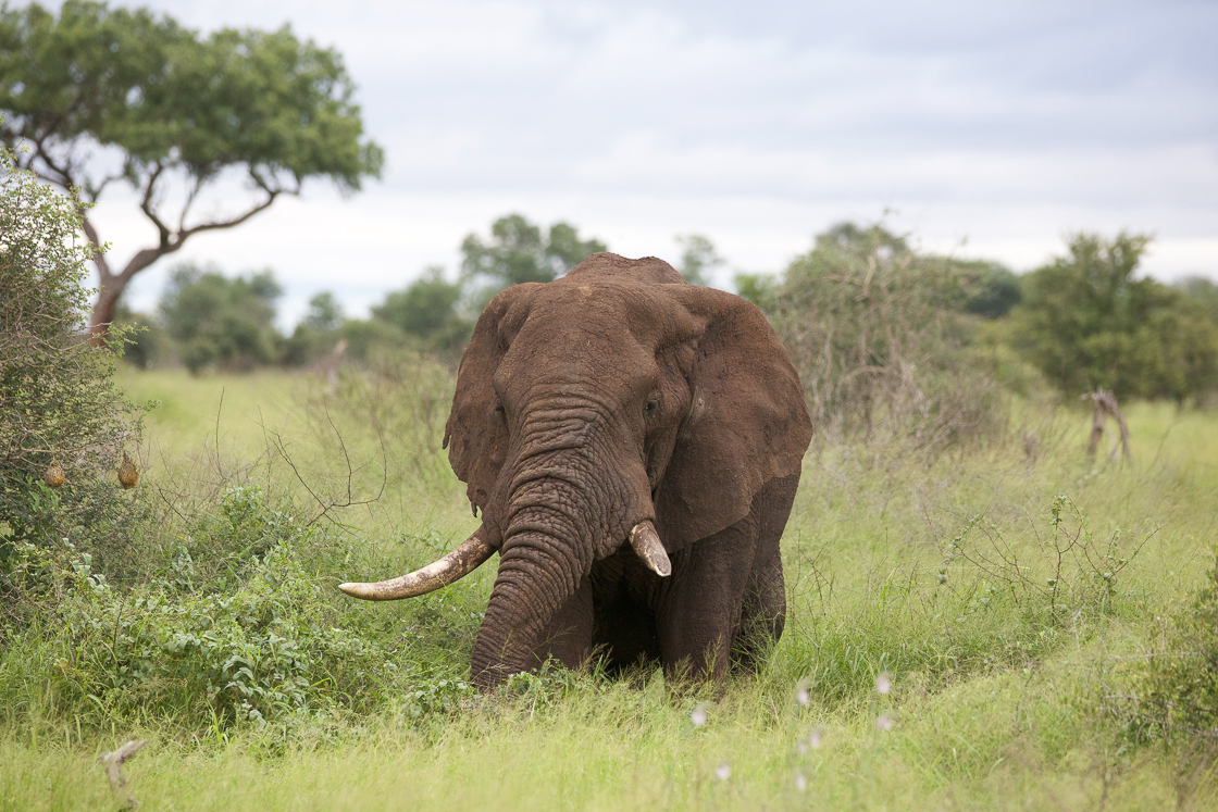 An elephant in Kruger National Park, South Africa