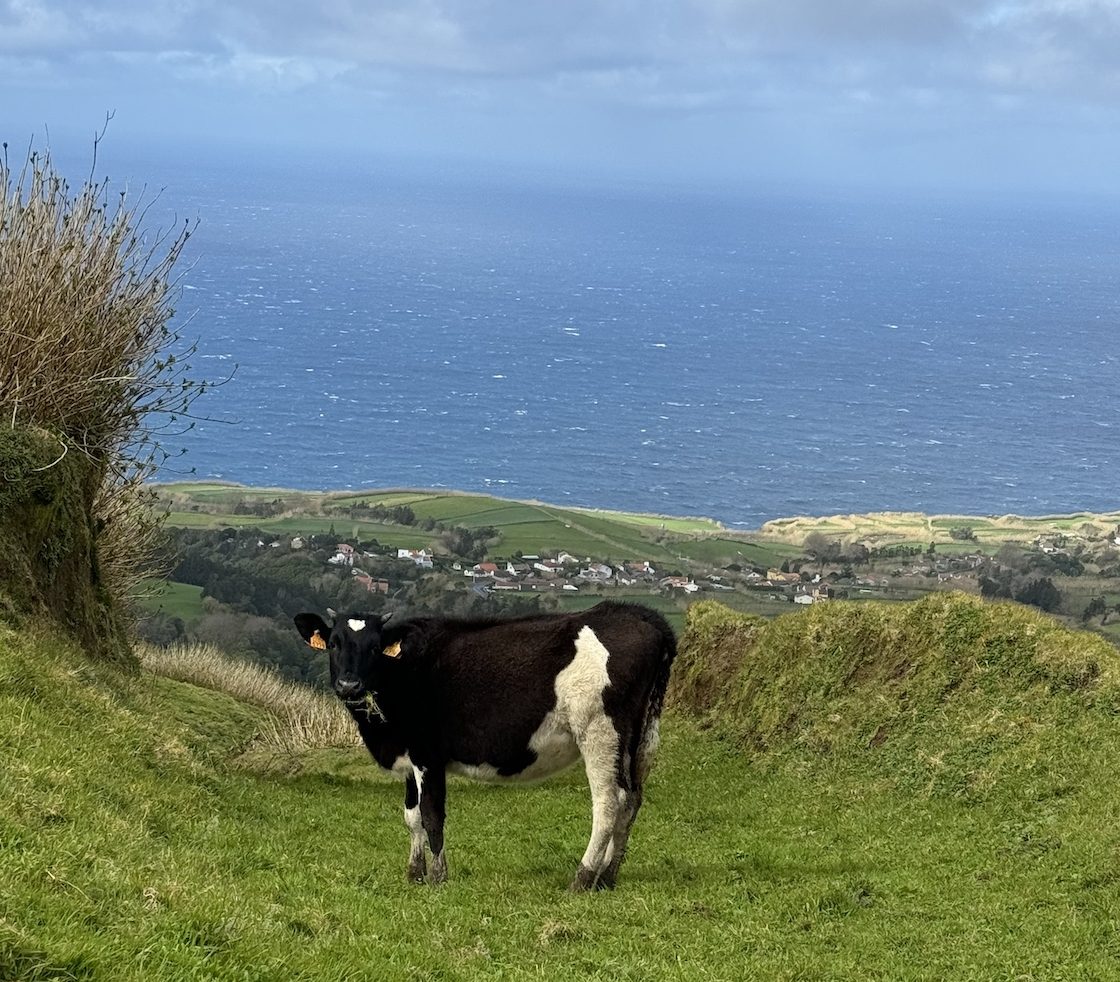 Cow 2 IMG_8878 Cow 2 IMG_8878