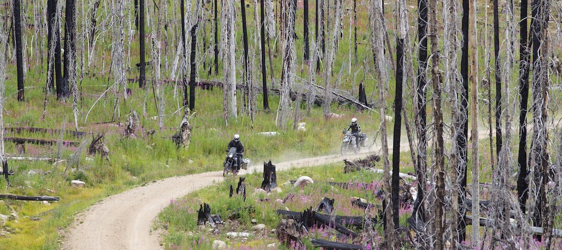 Riders roll through a forest beginning regeneration from a past forest fire along the WABDR